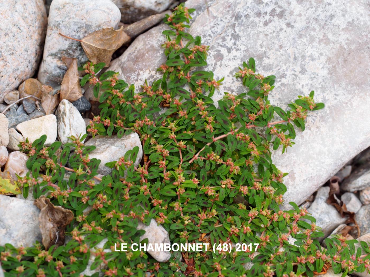Spurge, Spotted plant
